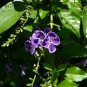 Golden Dewdrop Duranta erecta 20 Seeds