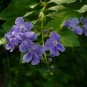 Golden Dewdrop Duranta erecta 20 Seeds