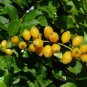 Golden Dewdrop Duranta erecta 20 Seeds
