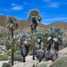 Mexican Blue Palm Brahea armata 5 Seeds Mexican Blue Palm Brahea armata 5 Seeds