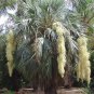 Mexican Blue Palm Brahea armata 5 Seeds