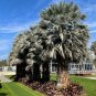 Mexican Blue Palm Brahea armata 5 Seeds