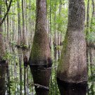 Water Tupelo Nyssa aquatica 10 Seeds Water Tupelo Nyssa aquatica 10 Seeds