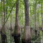 Water Tupelo Nyssa aquatica 10 Seeds