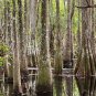 Water Tupelo Nyssa aquatica 10 Seeds