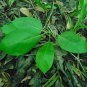 Water Tupelo Nyssa aquatica 10 Seeds