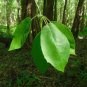 Water Tupelo Nyssa aquatica 10 Seeds