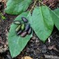 Water Tupelo Nyssa aquatica 10 Seeds