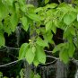 Water Tupelo Nyssa aquatica 10 Seeds