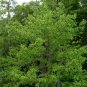 Water Tupelo Nyssa aquatica 10 Seeds
