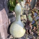 Bottle Gourd 10 Seeds Cucurbita pepo
