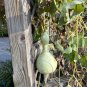 Bottle Gourd 10 Seeds Cucurbita pepo