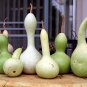 Bottle Gourd 10 Seeds Cucurbita pepo