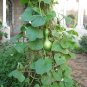 Bottle Gourd 10 Seeds Cucurbita pepo