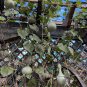 Bottle Gourd 10 Seeds Cucurbita pepo