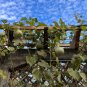 Bottle Gourd 10 Seeds Cucurbita pepo