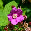 Flowering Rasberry  100 Seeds  Rubus odoratus
