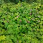 Flowering Rasberry 100 Seeds Rubus odoratus