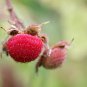 Flowering Rasberry 100 Seeds Rubus odoratus