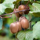 Kiwi Fruit Actinidia deliciosa 100 Seeds Kiwi Fruit Actinidia deliciosa 100 Seeds