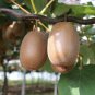 Kiwi Fruit Actinidia deliciosa 100 Seeds