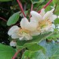 Kiwi Fruit Actinidia deliciosa 100 Seeds