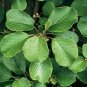 Kiwi Fruit Actinidia deliciosa 100 Seeds
