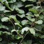 Kiwi Fruit Actinidia deliciosa 100 Seeds
