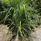 Lemon Grass 100 Seeds Cymbopogon flexuosus Lemon Grass 100 Seeds Cymbopogon flexuosus