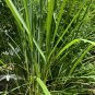 Lemon Grass 100 Seeds Cymbopogon flexuosus