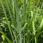 Lemon Grass 100 Seeds Cymbopogon flexuosus