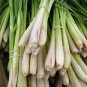 Lemon Grass 100 Seeds Cymbopogon flexuosus