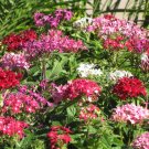 Pentas Mix  Star Flower  Pentas lanceolata  25 Seeds