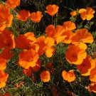 California Poppy Eschscholzia californica 1000 Seeds