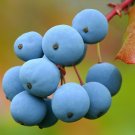 Oregon Grape Mahonia aquifolium 20 Seeds