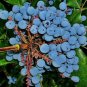 Oregon Grape Mahonia aquifolium 20 Seeds