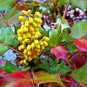 Oregon Grape Mahonia aquifolium 20 Seeds