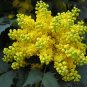 Oregon Grape Mahonia aquifolium 20 Seeds