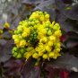 Oregon Grape Mahonia aquifolium 20 Seeds