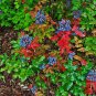 Oregon Grape Mahonia aquifolium 20 Seeds