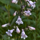 Gray Beardtongue 200 Seeds Penstemon canescens Gray Beardtongue 200 Seeds Penstemon canescens