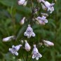 Gray Beardtongue  200 Seeds  Penstemon canescens