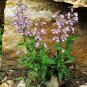 Gray Beardtongue  200 Seeds  Penstemon canescens