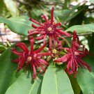 Florida Anise Illicium floridanum 10 Seeds Florida Anise Illicium floridanum 10 Seeds
