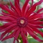Florida Anise Illicium floridanum 10 Seeds
