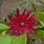Florida Anise Illicium floridanum 10 Seeds
