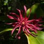 Florida Anise Illicium floridanum 10 Seeds