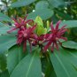 Florida Anise Illicium floridanum 10 Seeds