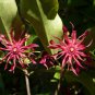 Florida Anise Illicium floridanum 10 Seeds