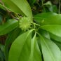 Florida Anise Illicium floridanum 10 Seeds